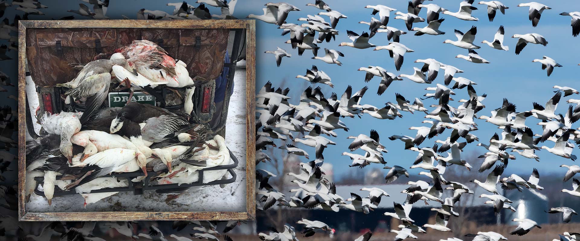 Premier Arkansas Duck Hunting Outfitter Duck Hunting Guides in Jonesboro, AR